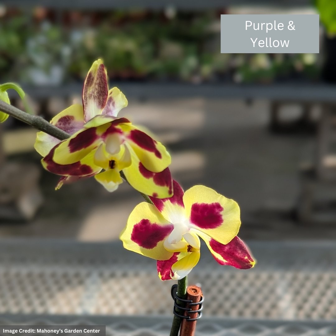 Orchid – Mini Pot